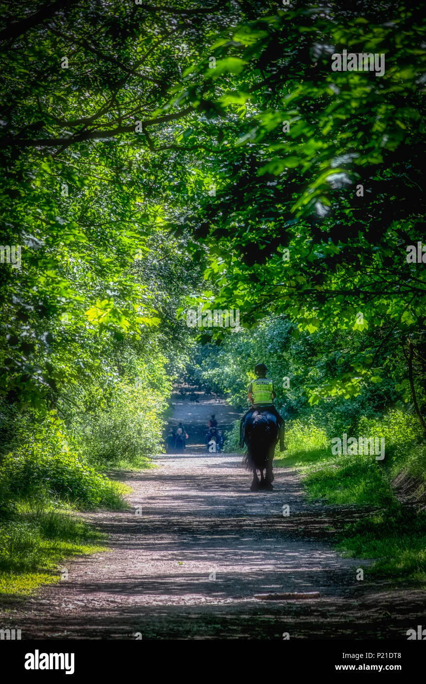 Equitazione intorno al Rivington campagna su un bel inizio giornata d'estate. Ombra e Sun offrono un ambiente perfetto per questo cavallo e cavaliere. Foto Stock