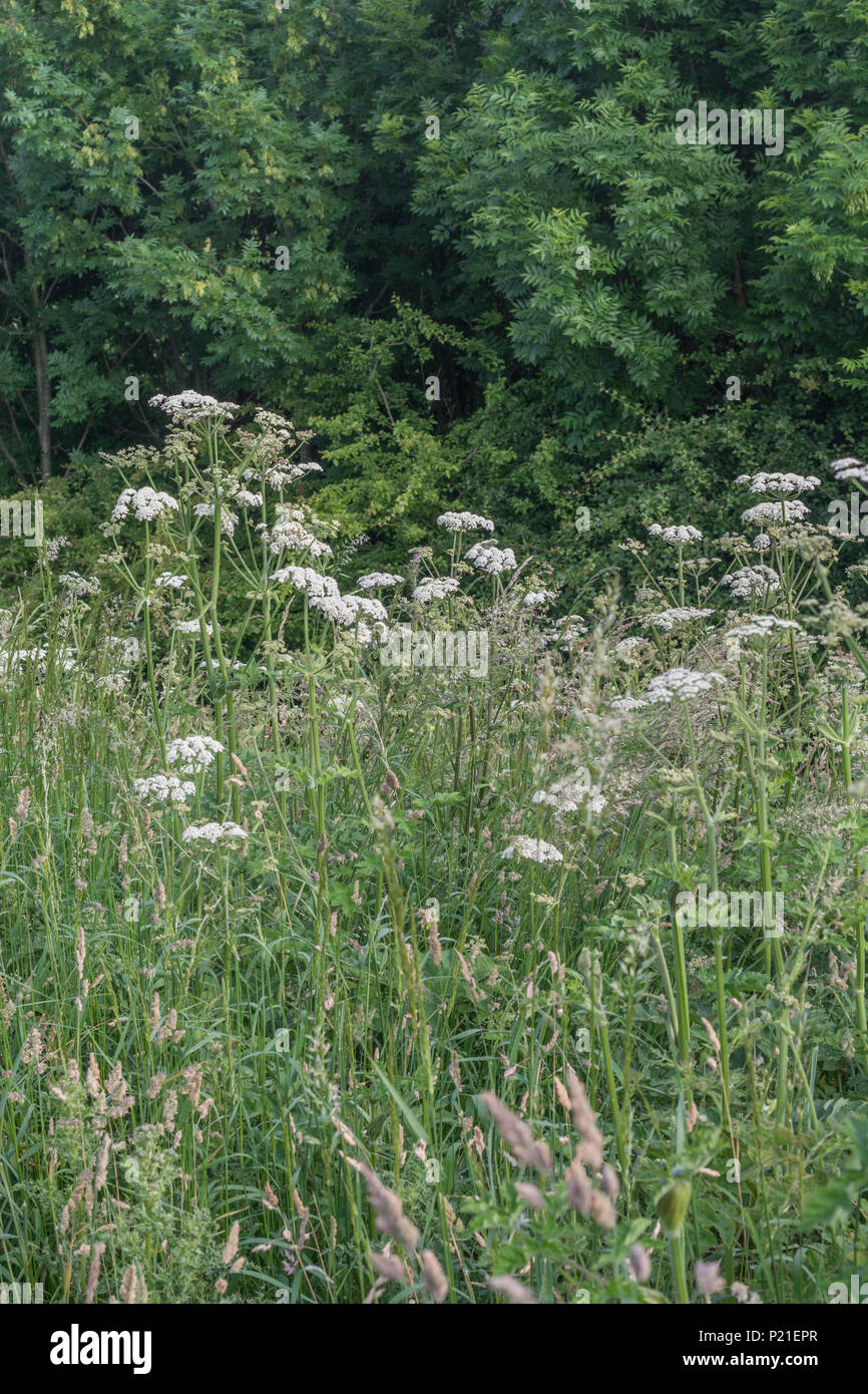 Vacca Hogweed pastinaca. Massa di fioritura Hogweed / Heracleum sphondylium piante in estate a prato. Molla di giovani germogli hogweed può essere mangiato con cura Foto Stock