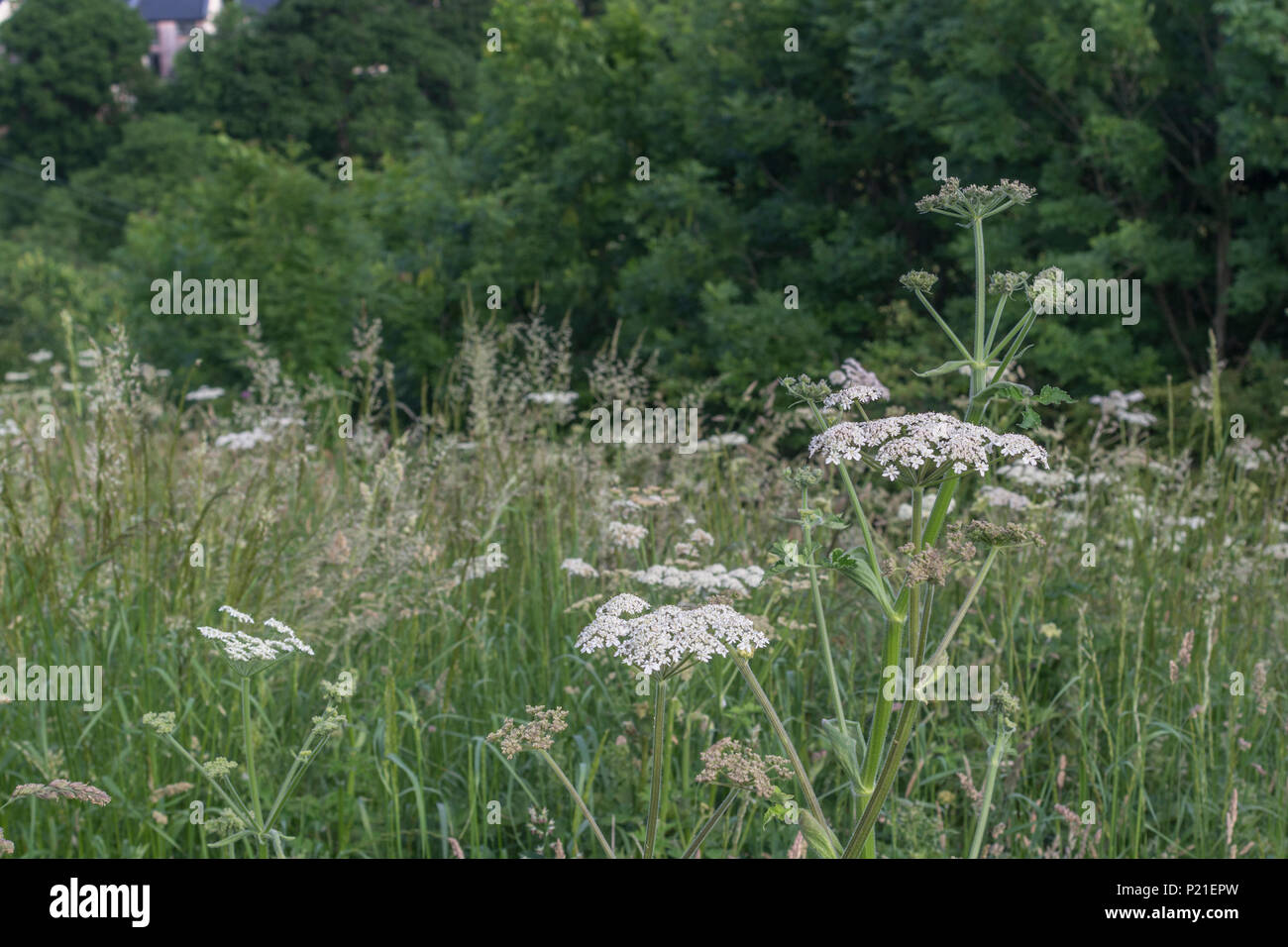 Vacca Hogweed pastinaca. Massa di fioritura Hogweed / Heracleum sphondylium piante in estate a prato. Molla di giovani germogli hogweed può essere mangiato con cura Foto Stock