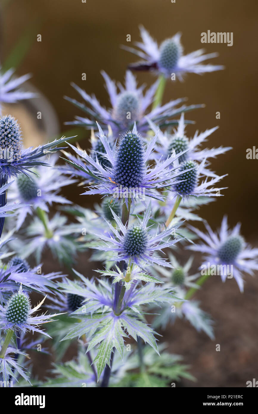 Eryngium x zabelii 'Big Blue'. Mare holly fiori Foto Stock