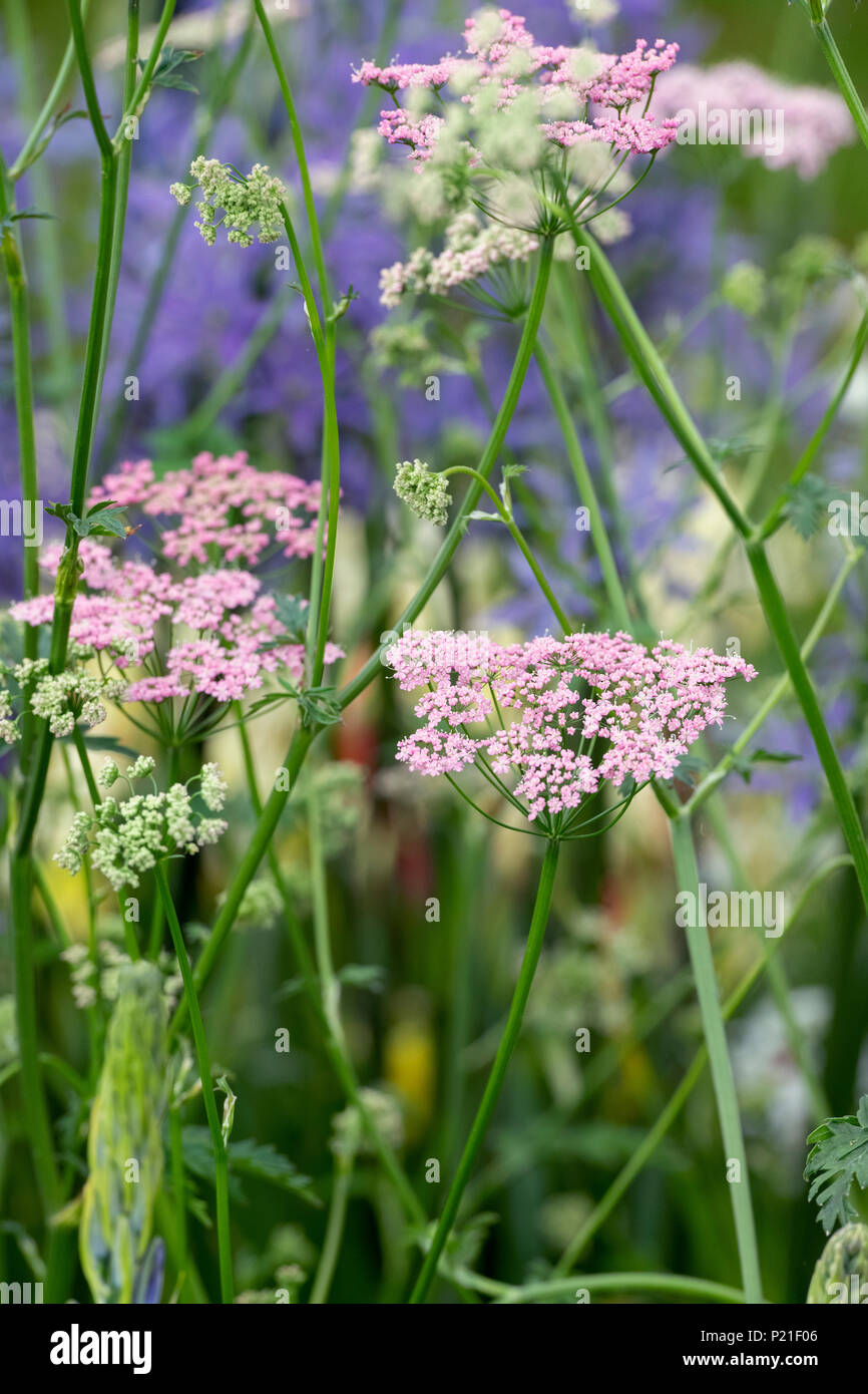 Pimpinella grandi 'Rosea'. Rosa maggiore burnett sassifraga fioritura in giugno. Regno Unito Foto Stock