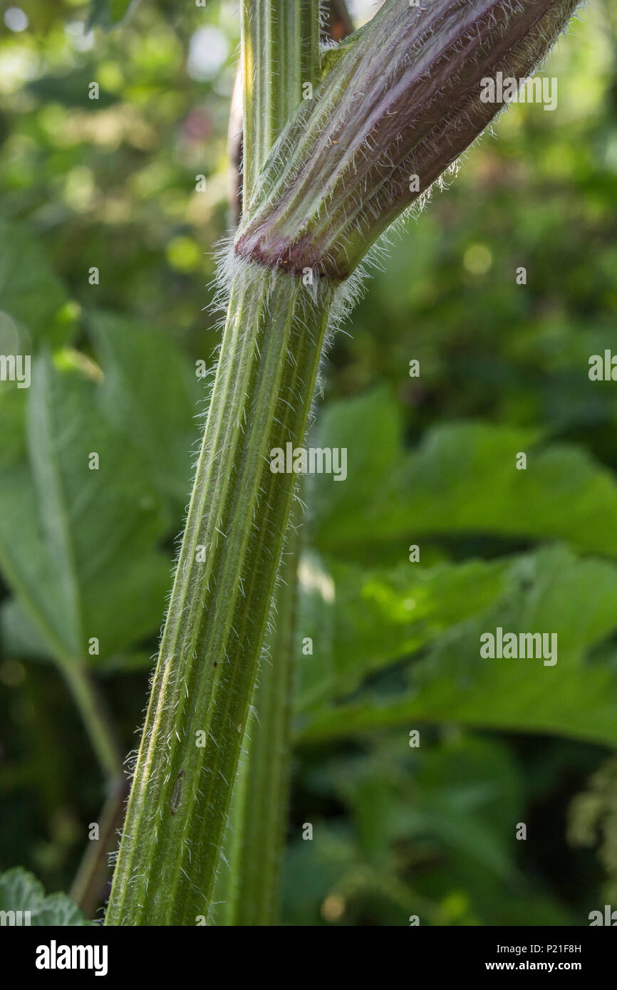 Hogweed / Cow Parsnip - Foto macro del gambo brittamente di un esemplare di Hogweed / Heracleum spondilium. Famiglia del prezzemolo della mucca. Foto Stock