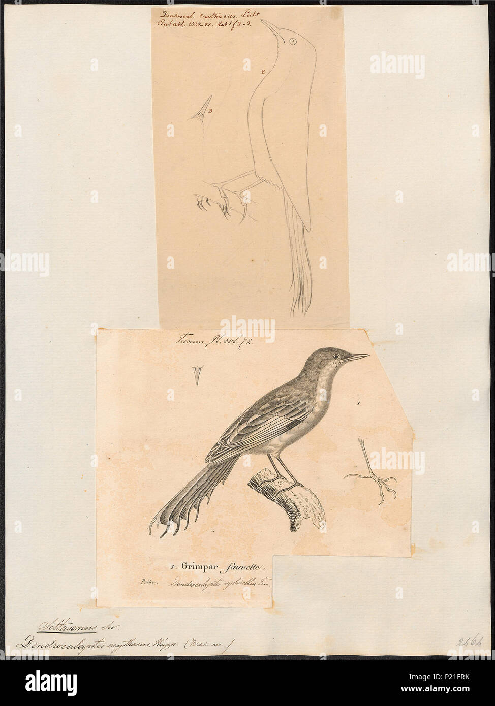 293 Sittasomus erythacus - - Stampa - Iconographia Zoologica - Collezioni Speciali Università di Amsterdam - UBA01 IZ19200287 Foto Stock
