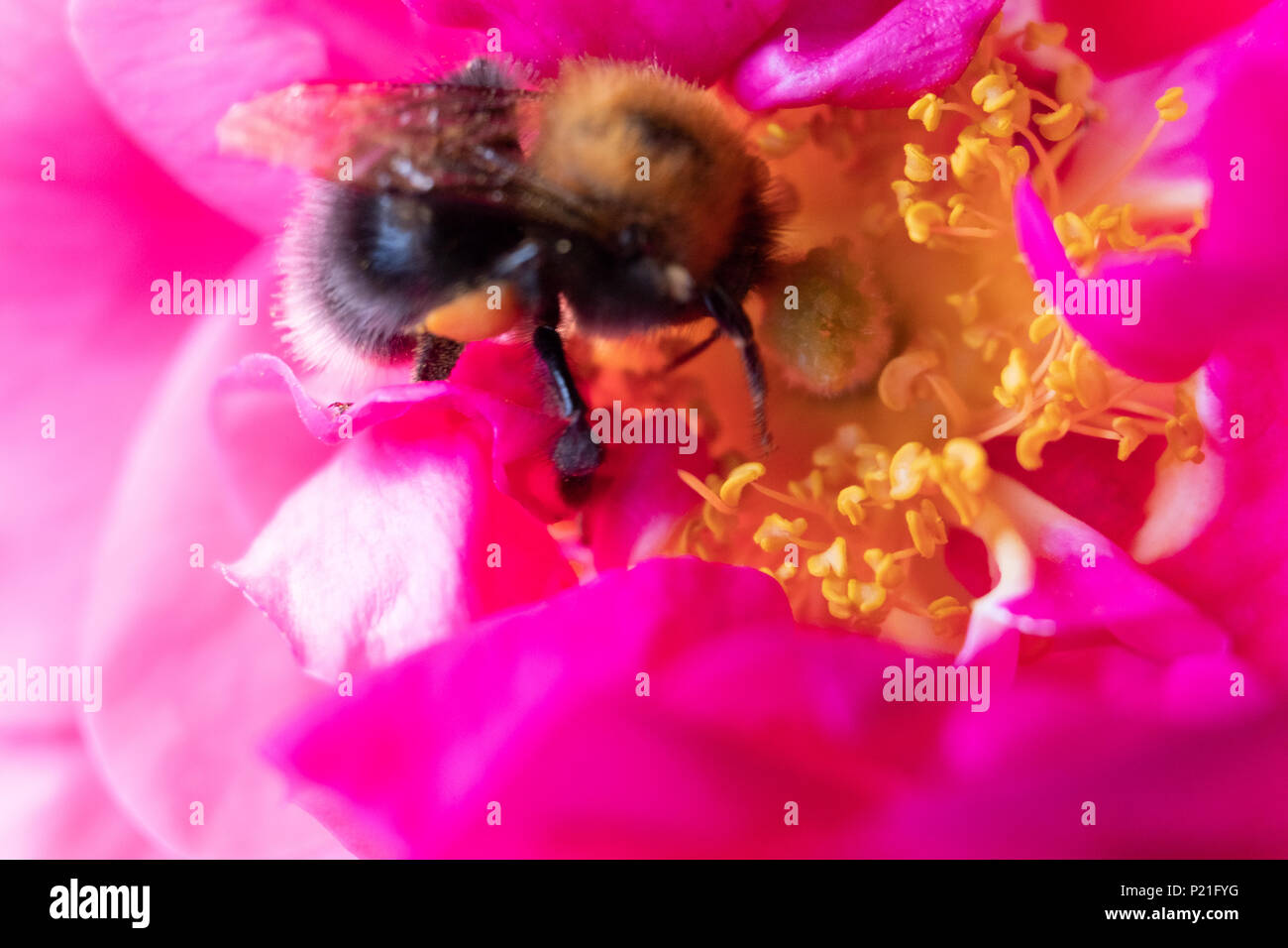 Il miele delle api per raccogliere il polline in un giardino inglese in una calda giornata estiva con il sole splendente. Foto Stock