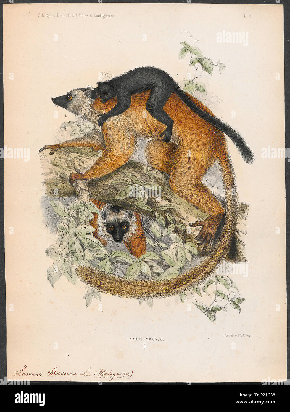 . Lemur macaco . 1868 173 Lemur macaco - 1868 - Stampa - Iconographia Zoologica - Collezioni Speciali Università di Amsterdam - UBA01 IZ19700026 Foto Stock