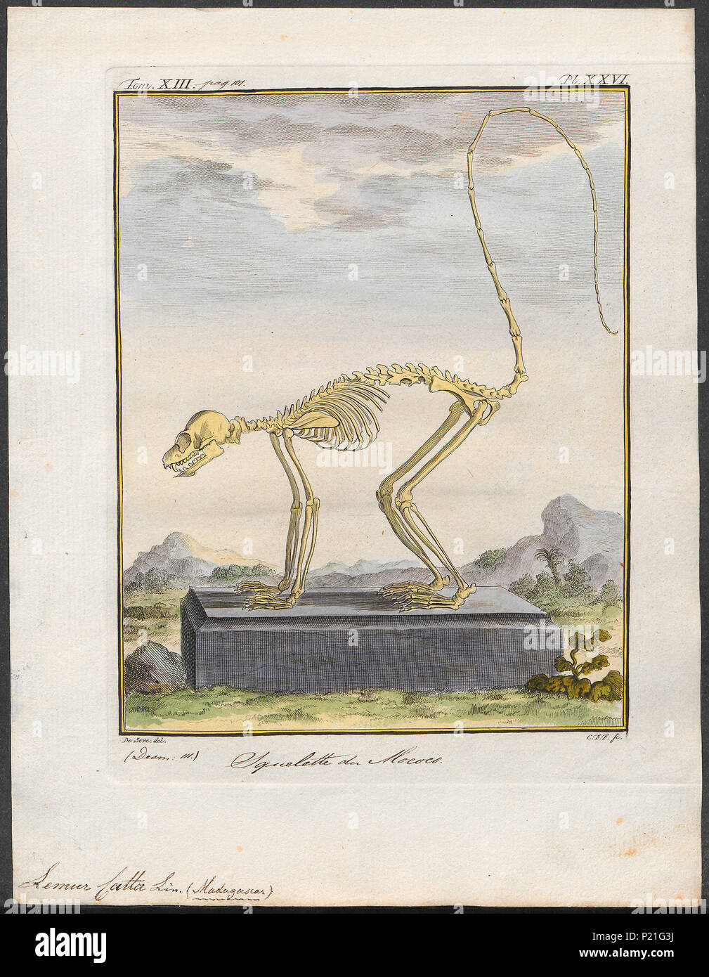 . Lemur catta - skelet . 1782 173 Lemur catta - skelet - 1782 - Stampa - Iconographia Zoologica - Collezioni Speciali Università di Amsterdam - UBA01 IZ19700041 Foto Stock