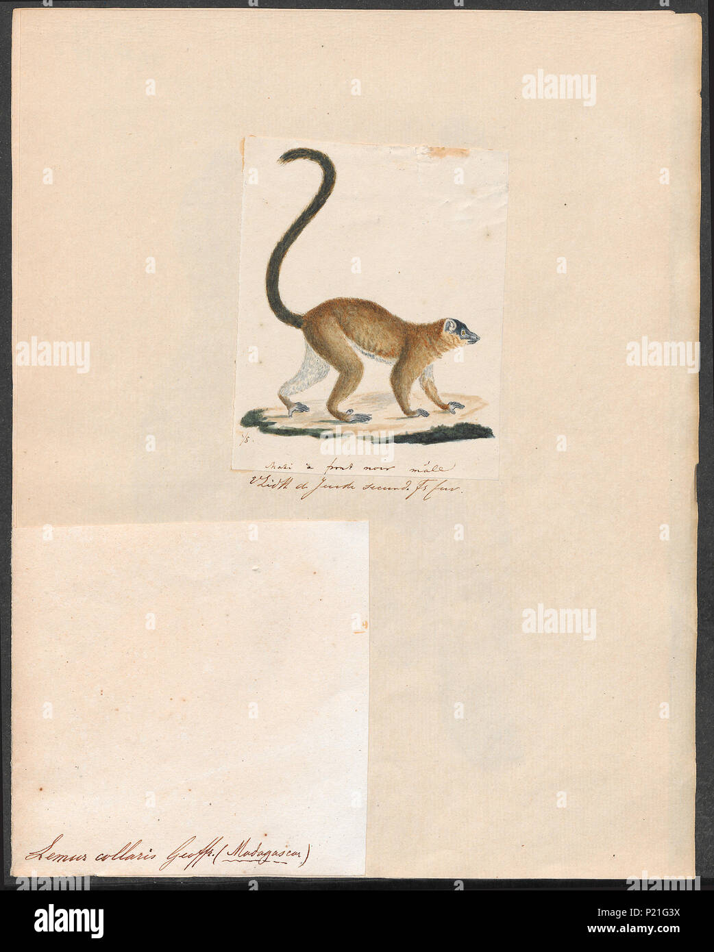 . Lemur collaris . tra il 1829 e il 1867 173 Lemur collaris - 1829-1867 - Stampa - Iconographia Zoologica - Collezioni Speciali Università di Amsterdam - UBA01 IZ19700051 Foto Stock
