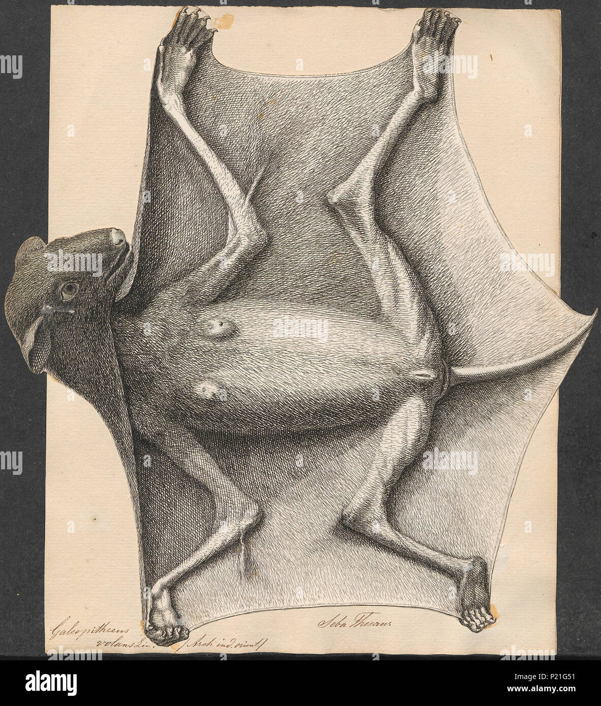 . Galeopithecus volans . tra 1734 e 1765 131 Galeopithecus volans - 1734-1765 - Stampa - Iconographia Zoologica - Collezioni Speciali Università di Amsterdam - UBA01 IZ19700093 Foto Stock