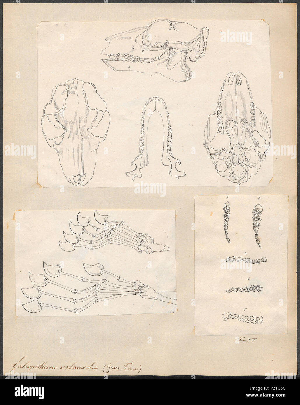 . Galeopithecus volans - skeletdelen . tra il 1700 e il 1880 131 Galeopithecus volans - skeletdelen - 1700-1880 - Stampa - Iconographia Zoologica - Collezioni Speciali Università di Amsterdam - UBA01 IZ19700097 Foto Stock