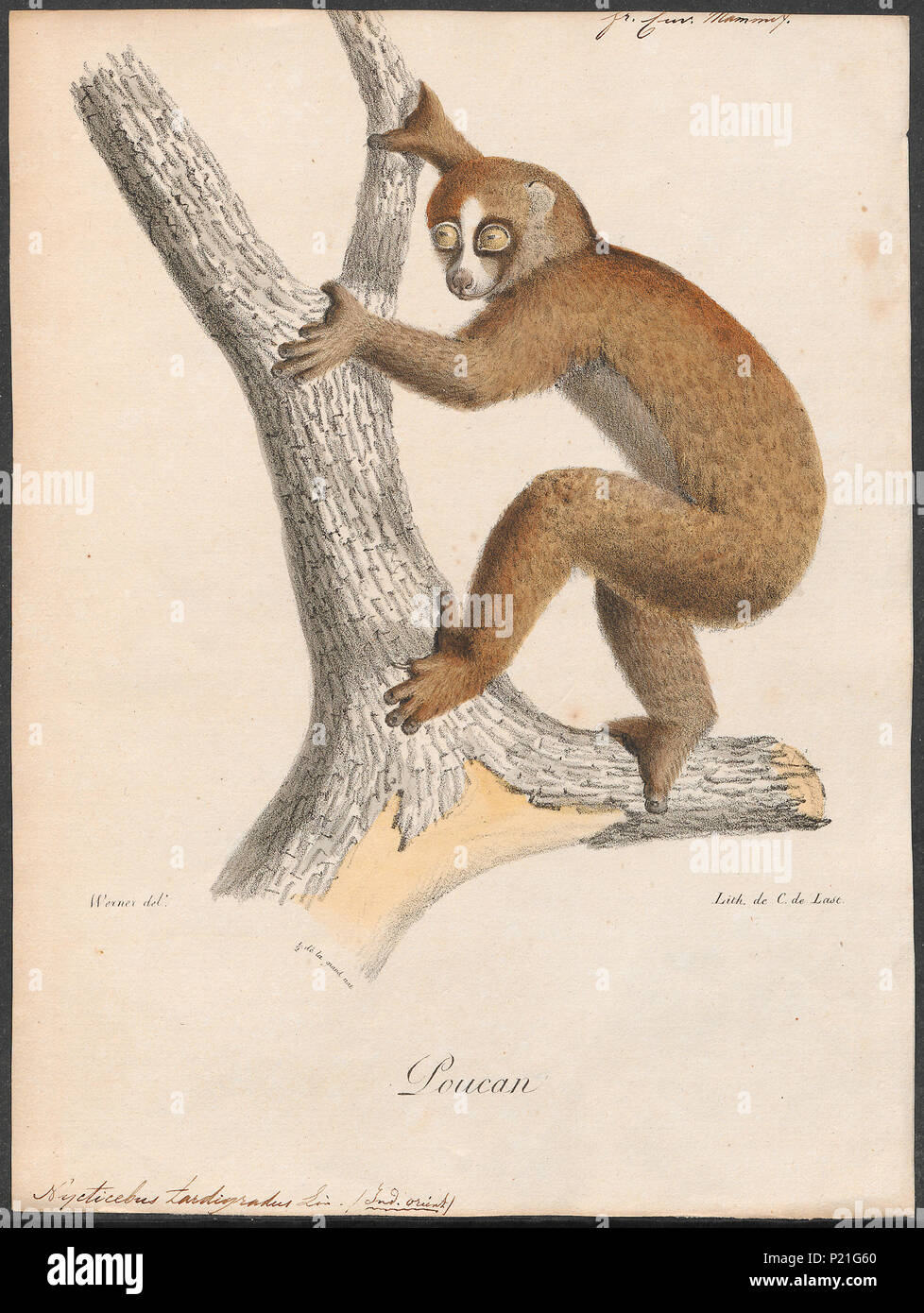 . Nycticebus tardigradus . tra il 1818 e il 1842 209 Nycticebus tardigradus - 1818-1842 - Stampa - Iconographia Zoologica - Collezioni Speciali Università di Amsterdam - UBA01 IZ19700118 Foto Stock