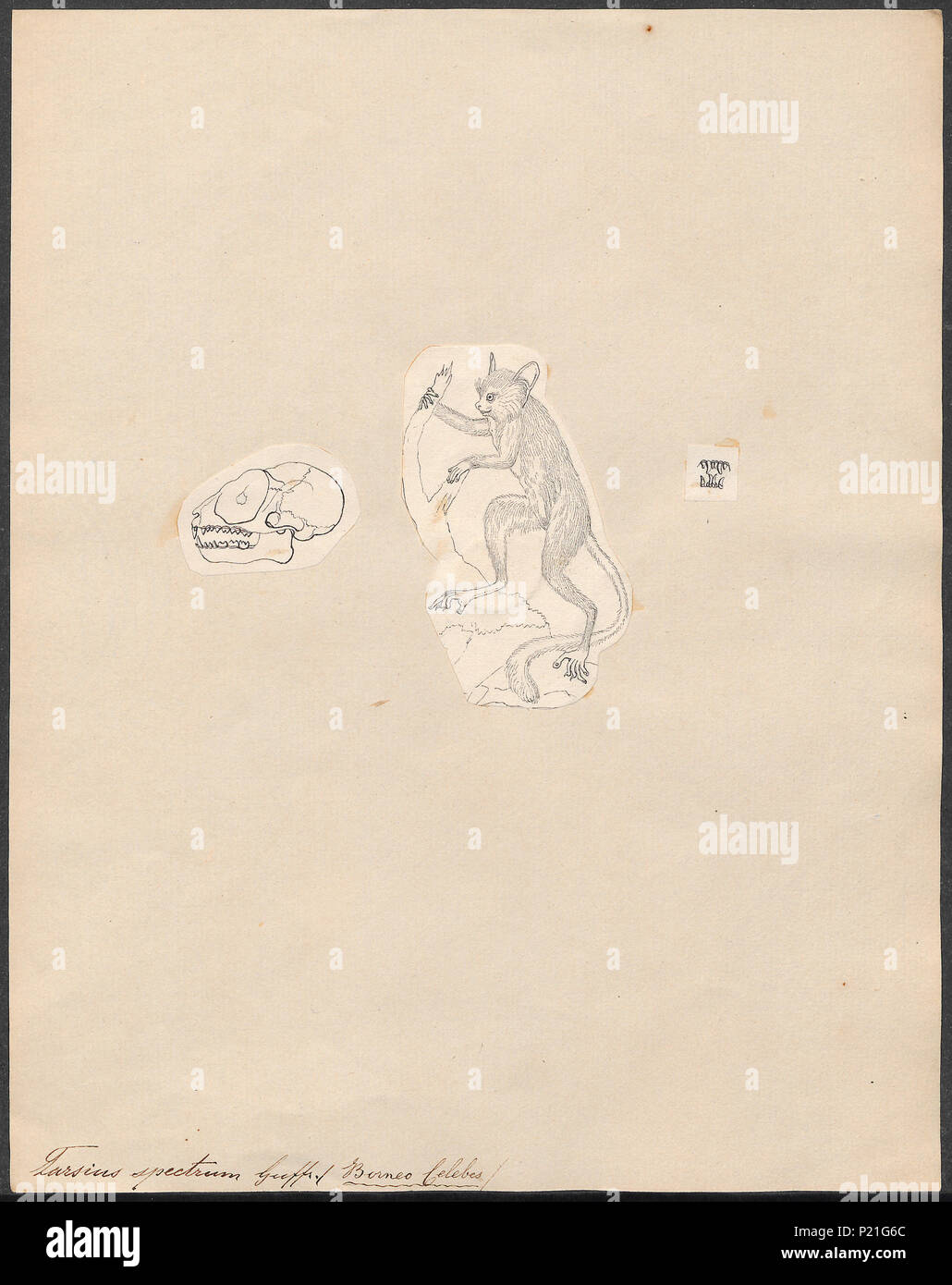 301 Tarsius spectrum - 1700-1880 - Stampa - Iconographia Zoologica - Collezioni Speciali Università di Amsterdam - UBA01 IZ19700144r Foto Stock