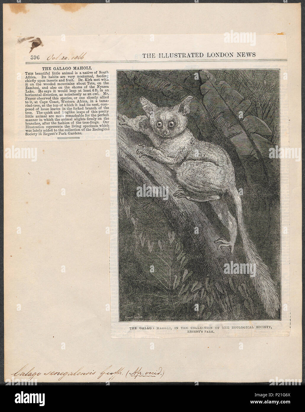 . Galago senegalensis . 1866 130 Galago senegalensis - 1866 - Stampa - Iconographia Zoologica - Collezioni Speciali Università di Amsterdam - UBA01 IZ19700155 Foto Stock