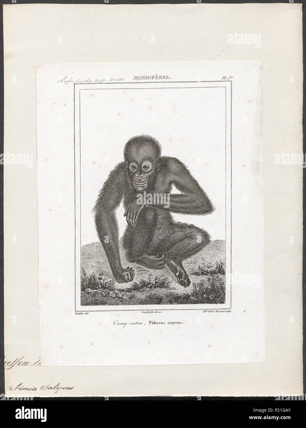 . Simia satyrus . 1838 293 Simia satyrus - 1838 - Stampa - Iconographia Zoologica - Collezioni Speciali Università di Amsterdam - UBA01 IZ19800037 Foto Stock