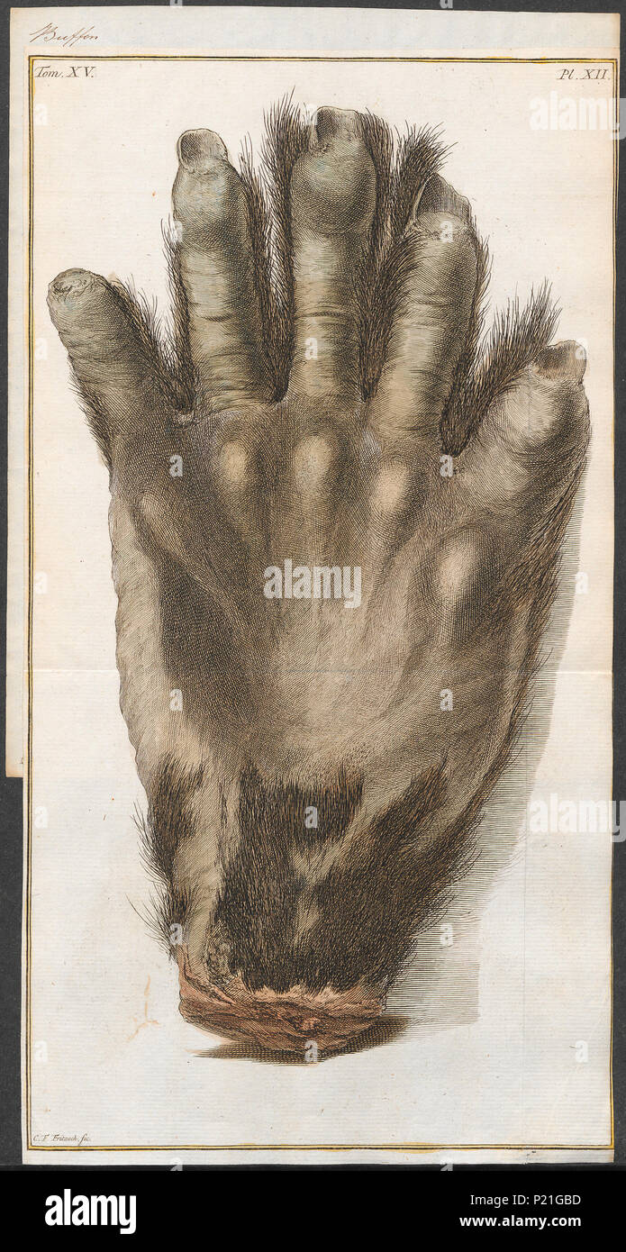 293 Simia satyrus - mano - 1773-1807 - Stampa - Iconographia Zoologica - Collezioni Speciali Università di Amsterdam - UBA01 IZ19800050 Foto Stock