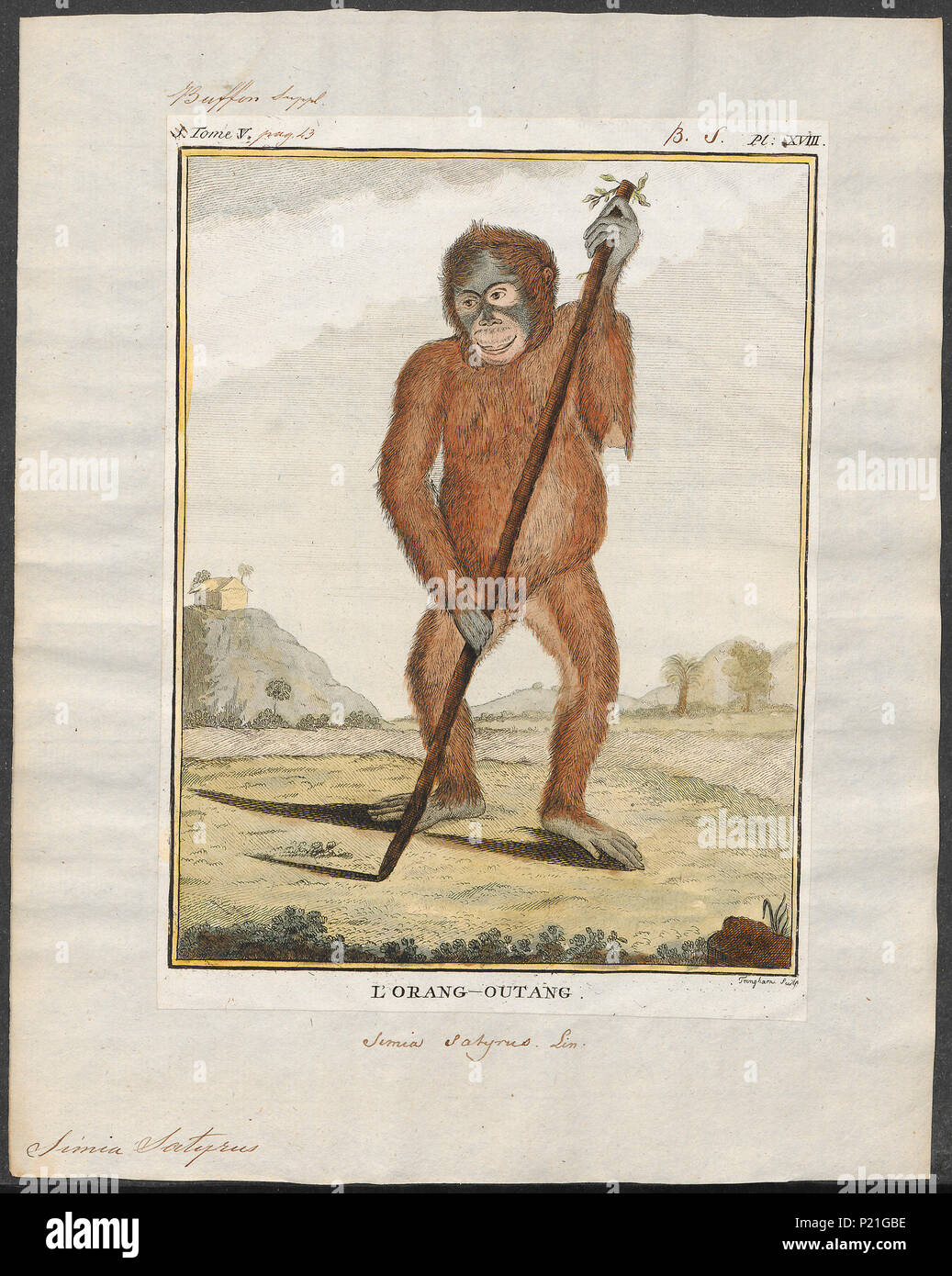 . Simia satyrus . tra il 1773 e il 1807 293 Simia satyrus - 1773-1807 - Stampa - Iconographia Zoologica - Collezioni Speciali Università di Amsterdam - UBA01 IZ19800052 Foto Stock