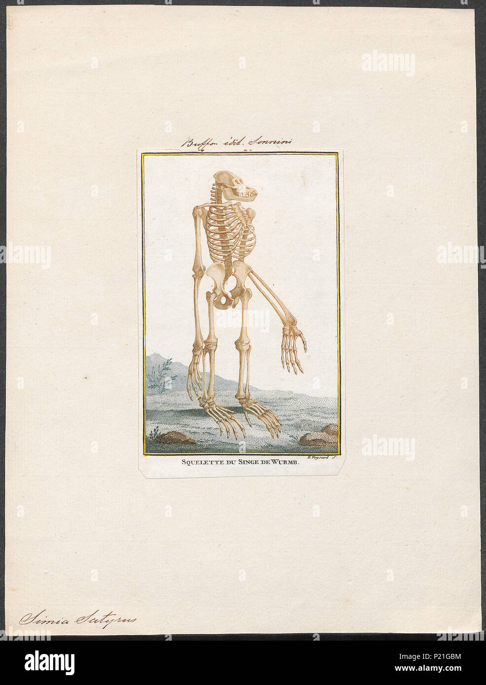 293 Simia satyrus - skelet - 1798-1803 - Stampa - Iconographia Zoologica - Collezioni Speciali Università di Amsterdam - UBA01 IZ19800058 Foto Stock