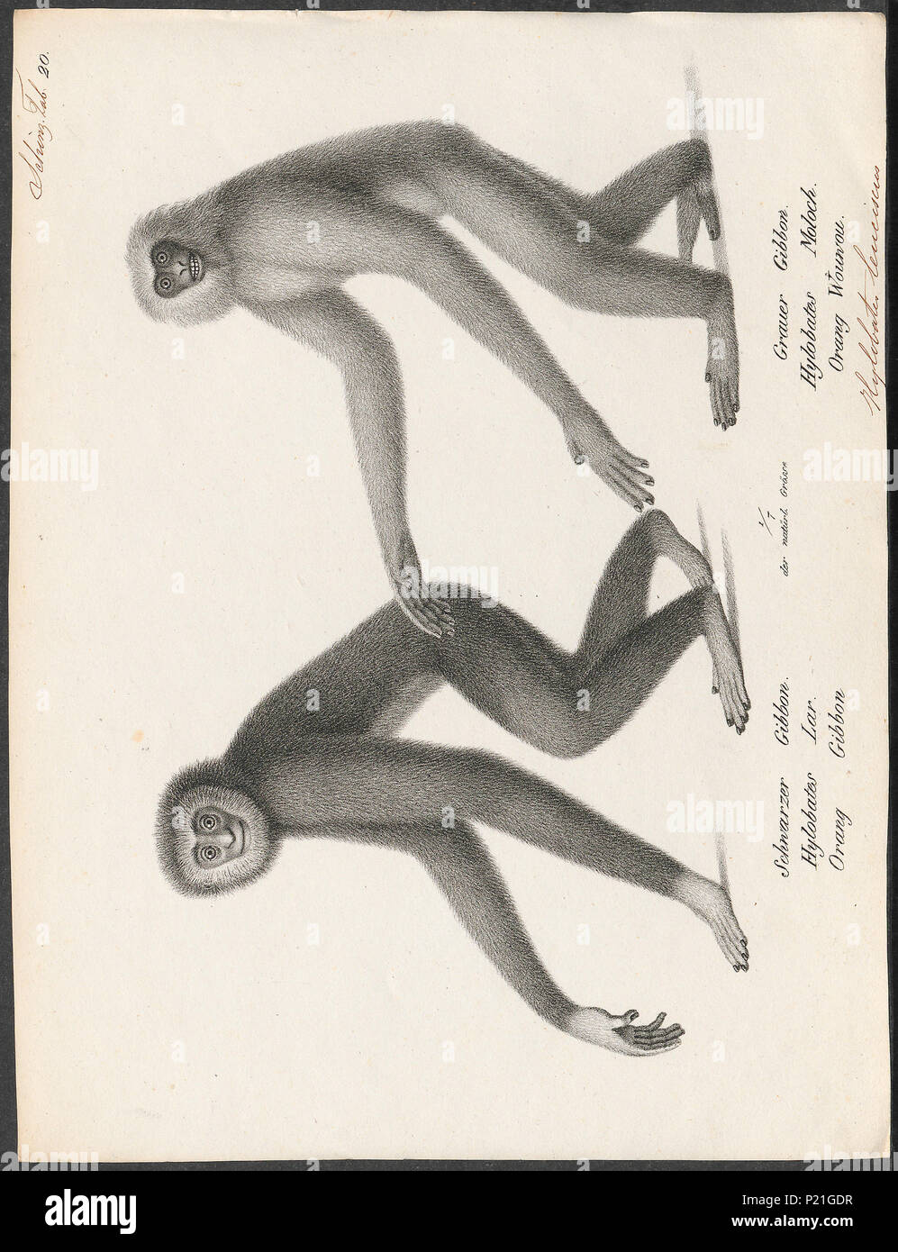 . Hylobates leuciscus - man en vrouw . tra il 1700 e il 1880 153 Hylobates leuciscus - man en vrouw - 1700-1880 - Stampa - Iconographia Zoologica - Collezioni Speciali Università di Amsterdam - UBA01 IZ19800097 Foto Stock