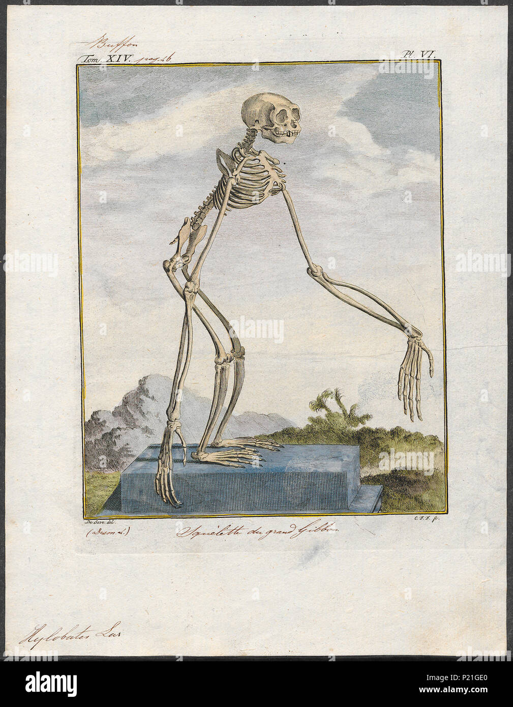 . Hylobates lar - skelet . tra il 1700 e il 1880 153 Hylobates lar - skelet - 1700-1880 - Stampa - Iconographia Zoologica - Collezioni Speciali Università di Amsterdam - UBA01 IZ19800103 Foto Stock