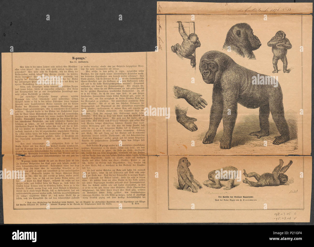 19 Anthropopithecus gorilla - 1876 - Stampa - Iconographia Zoologica - Collezioni Speciali Università di Amsterdam - UBA01 IZ19800128 Foto Stock