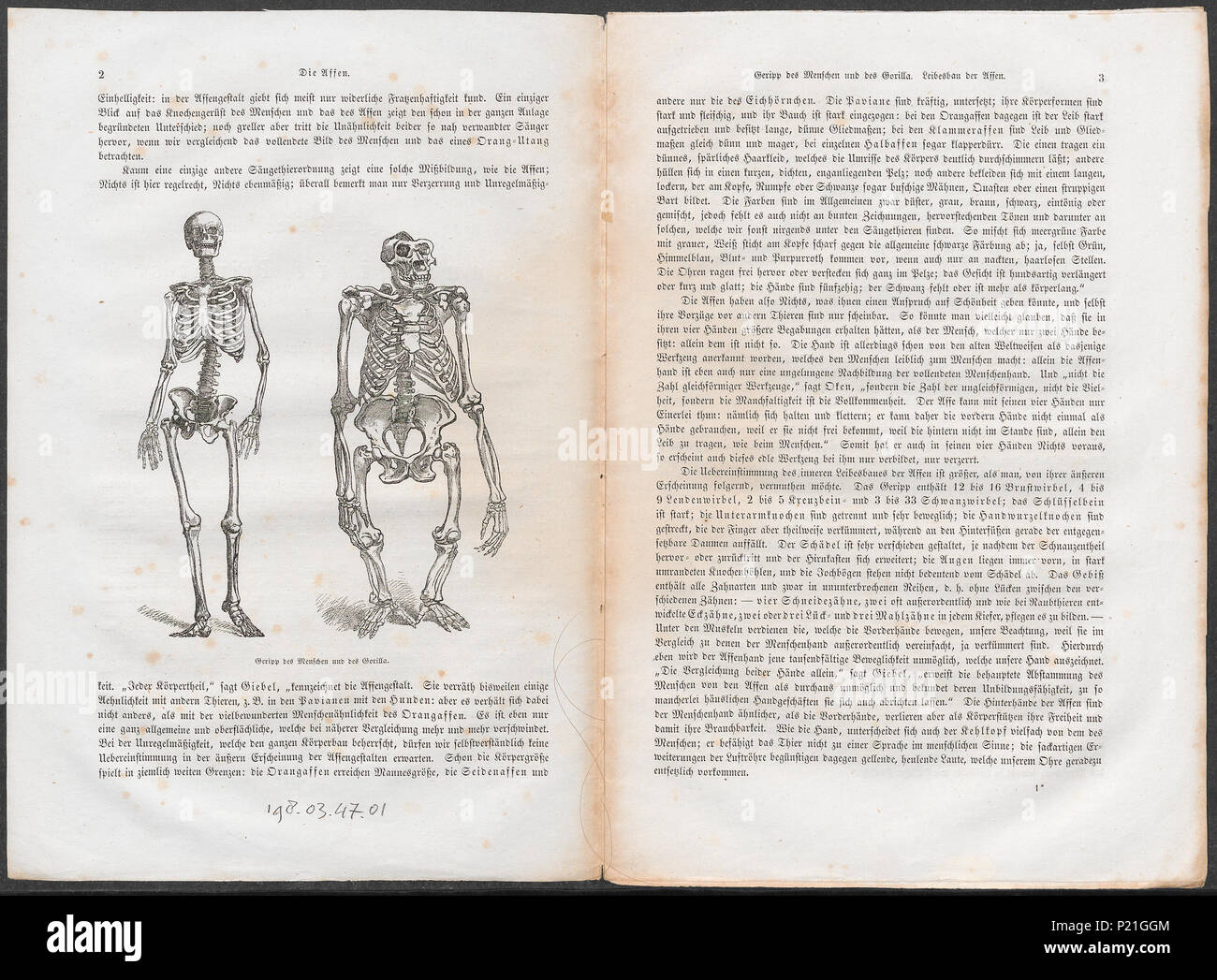 . Gorilla spec. - Skelet . tra il 1700 e il 1880 141 Gorilla spec. - Skelet - 1700-1880 - Stampa - Iconographia Zoologica - Collezioni Speciali Università di Amsterdam - UBA01 IZ19800174 Foto Stock