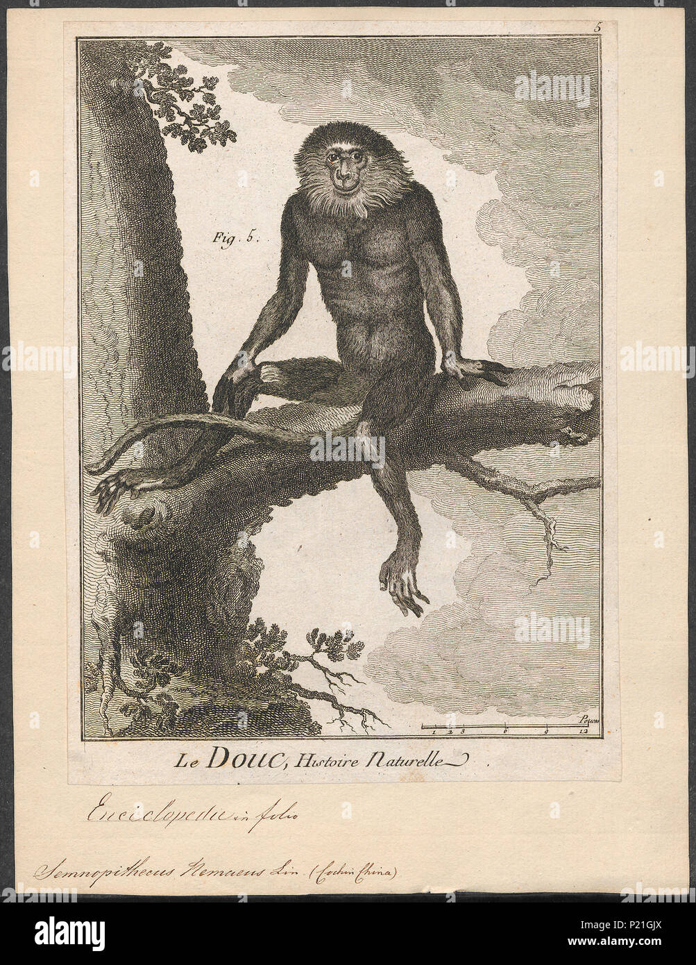 . Semnopithecus nemaeus . tra il 1700 e il 1880 287 Semnopithecus nemaeus - 1700-1880 - Stampa - Iconographia Zoologica - Collezioni Speciali Università di Amsterdam - UBA01 IZ19900031 Foto Stock