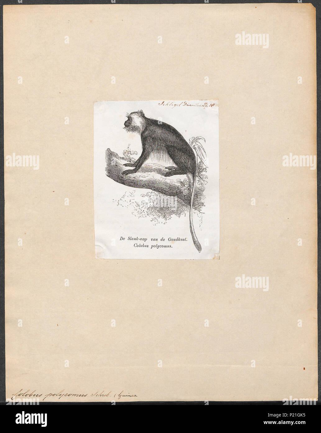 . Colobus polycomus . tra il 1700 e il 1880 64 Colobus polycomus - 1700-1880 - Stampa - Iconographia Zoologica - Collezioni Speciali Università di Amsterdam - UBA01 IZ19900043 Foto Stock