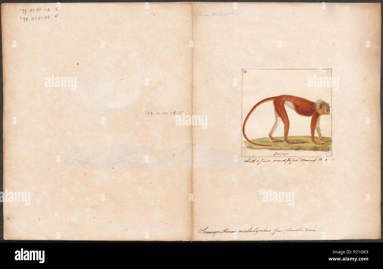 287 Semnopithecus melalophus - 1700-1880 - Stampa - Iconographia Zoologica - Collezioni Speciali Università di Amsterdam - UBA01 IZ19900048 Foto Stock