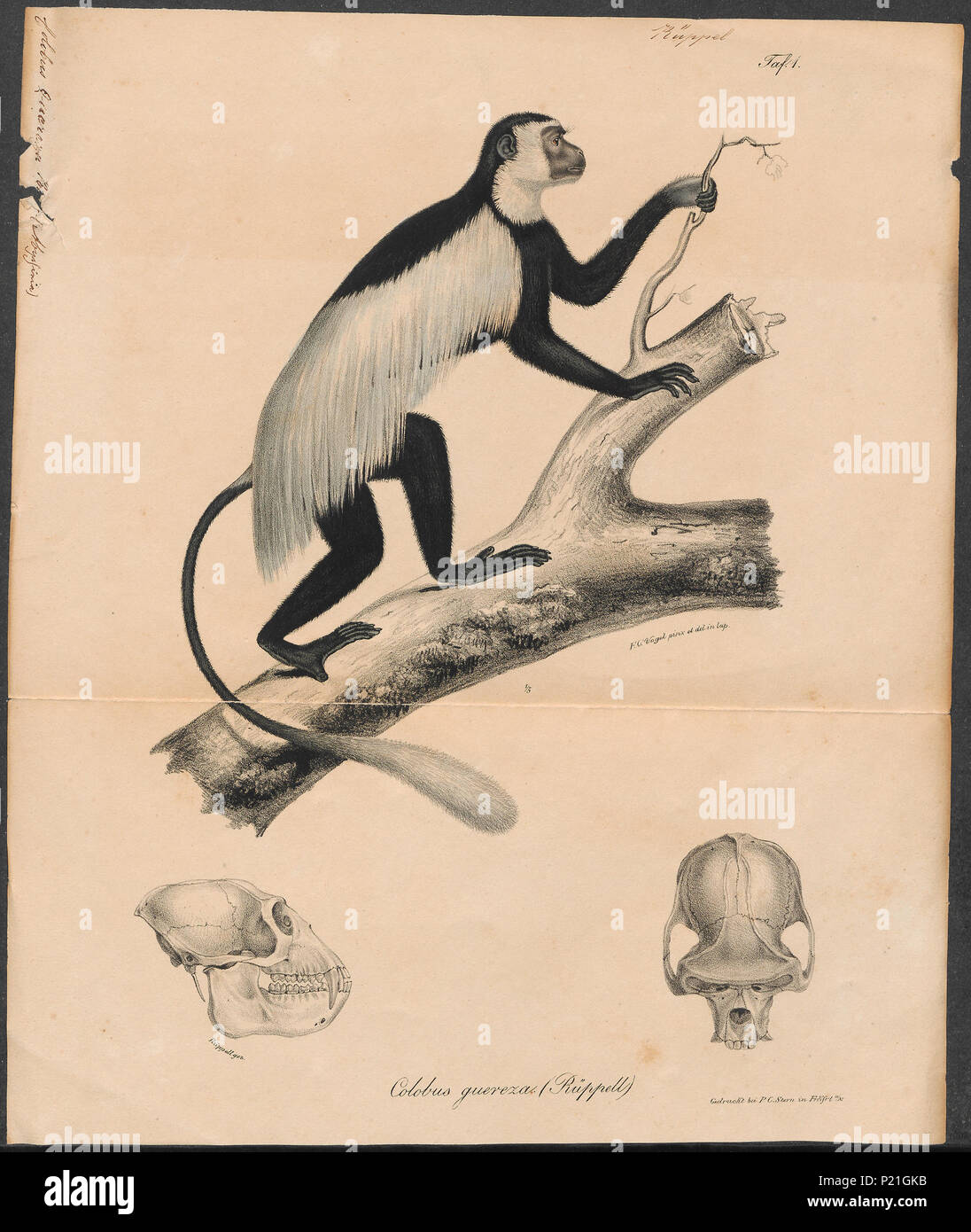 64 Colobus guereza - 1700-1880 - Stampa - Iconographia Zoologica - Collezioni Speciali Università di Amsterdam - UBA01 IZ19900051 Foto Stock