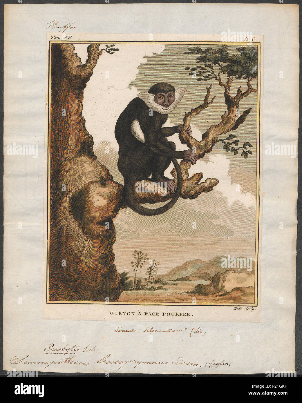 287 Semnopithecus leucoprymnus - 1700-1880 - Stampa - Iconographia Zoologica - Collezioni Speciali Università di Amsterdam - UBA01 IZ19900066 Foto Stock