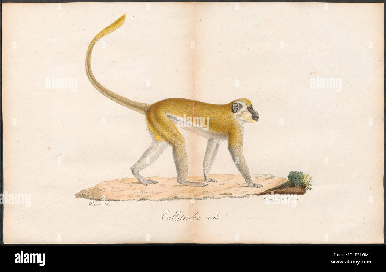 56 Cercopithecus sabaeus - 1700-1880 - Stampa - Iconographia Zoologica - Collezioni Speciali Università di Amsterdam - UBA01 IZ19900082 Foto Stock