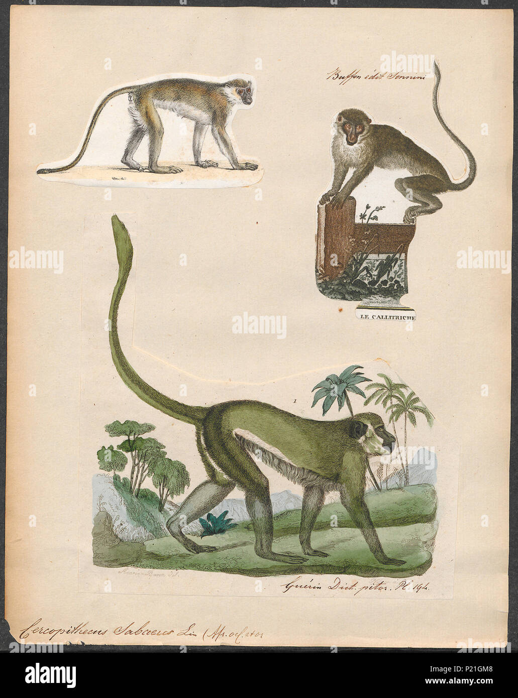 . Cercopithecus sabaeus . tra il 1700 e il 1880 56 Cercopithecus sabaeus - 1700-1880 - Stampa - Iconographia Zoologica - Collezioni Speciali Università di Amsterdam - UBA01 IZ19900086 Foto Stock