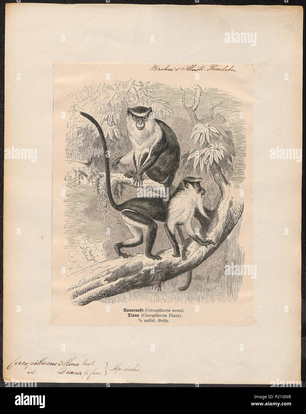 . Cercopithecus diana . tra il 1700 e il 1880 56 Cercopithecus diana - 1700-1880 - Stampa - Iconographia Zoologica - Collezioni Speciali Università di Amsterdam - UBA01 IZ19900107 Foto Stock