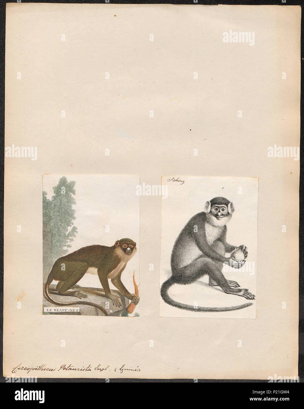 . Cercopithecus petaurista . tra il 1700 e il 1880 56 Cercopithecus petaurista - 1700-1880 - Stampa - Iconographia Zoologica - Collezioni Speciali Università di Amsterdam - UBA01 IZ19900119 Foto Stock