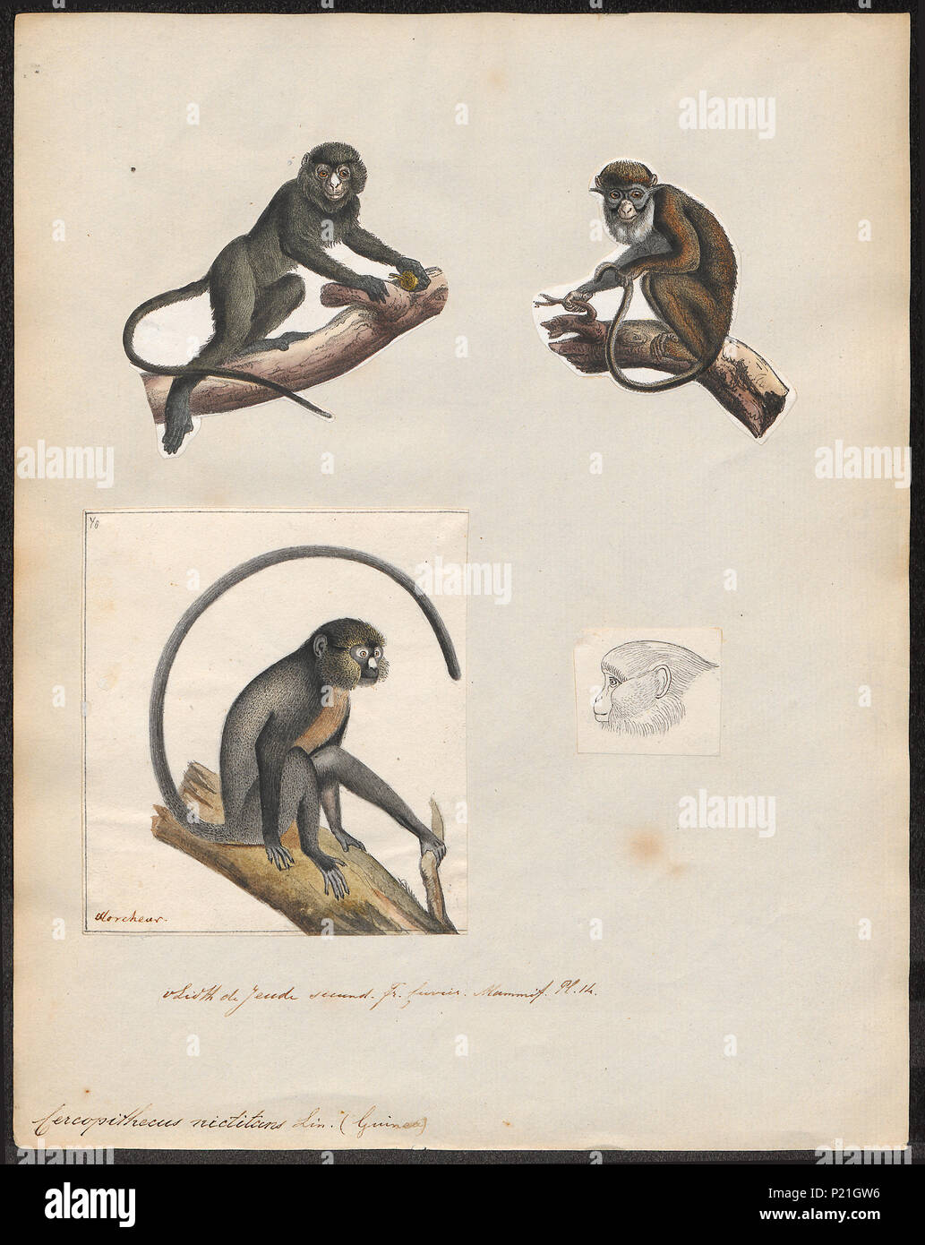 . Cercopithecus nictitans . tra il 1700 e il 1880 56 Cercopithecus nictitans - 1700-1880 - Stampa - Iconographia Zoologica - Collezioni Speciali Università di Amsterdam - UBA01 IZ19900123 Foto Stock