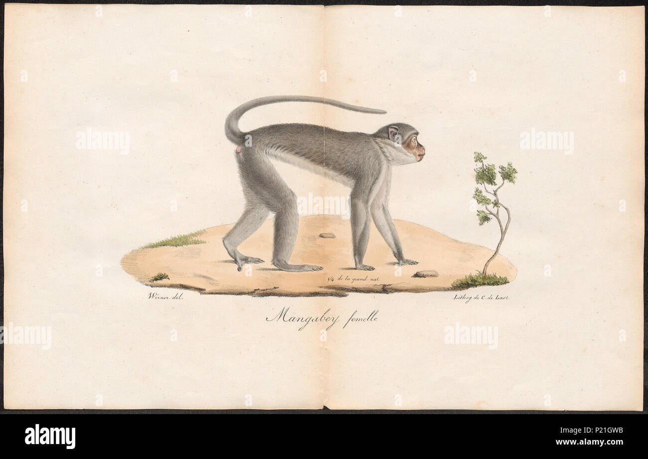 . Cercocebus fuliginosus . tra il 1700 e il 1880 56 Cercocebus fuliginosus - 1700-1880 - Stampa - Iconographia Zoologica - Collezioni Speciali Università di Amsterdam - UBA01 IZ19900133 Foto Stock