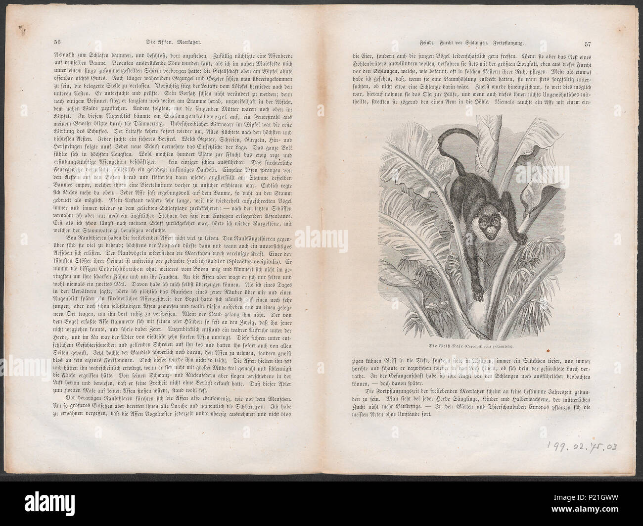 56 Cercopithecus petaurista - 1700-1880 - Stampa - Iconographia Zoologica - Collezioni Speciali Università di Amsterdam - UBA01 IZ19900148 Foto Stock
