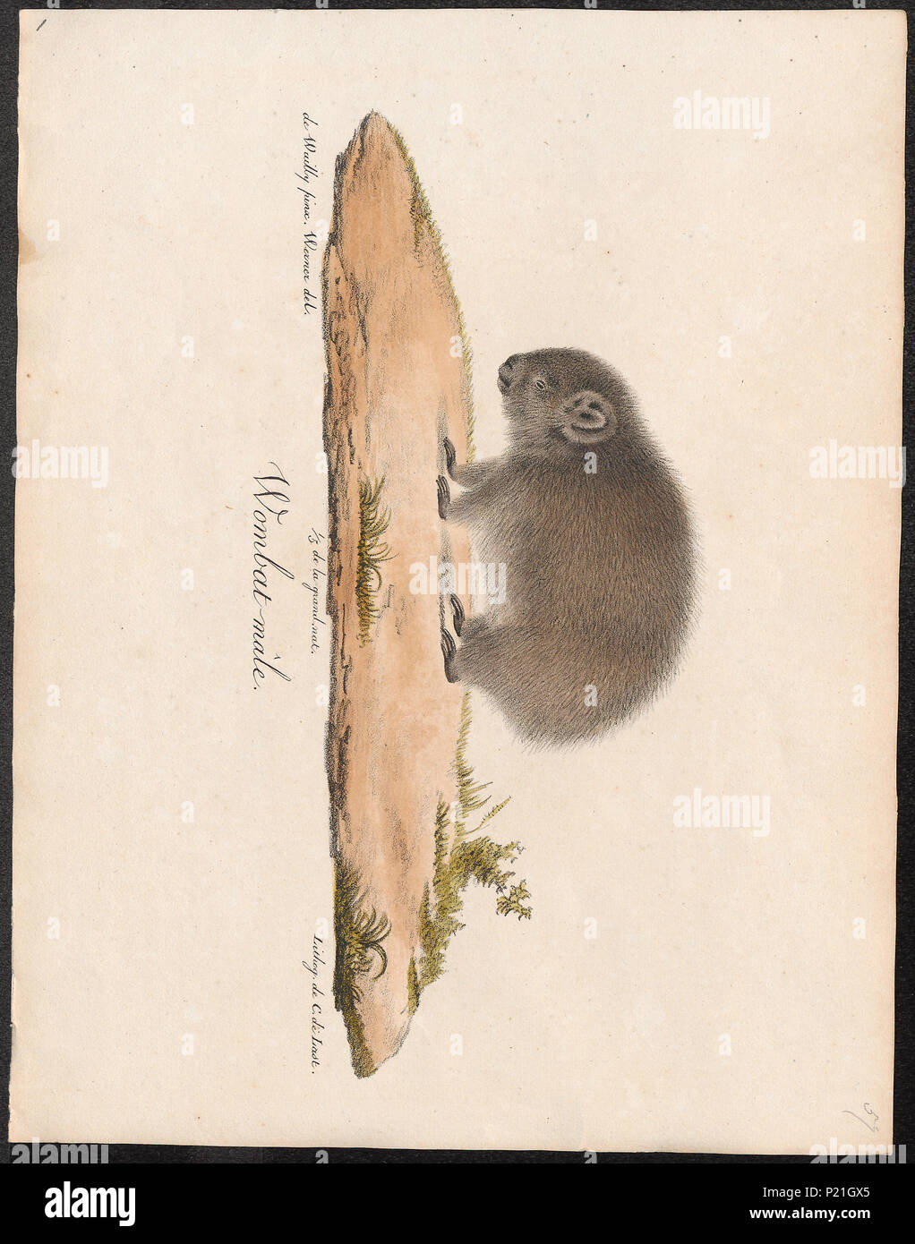 . Phascolomys fossor . tra il 1700 e il 1880 221 Phascolomys fossor - 1700-1880 - Stampa - Iconographia Zoologica - Collezioni Speciali Università di Amsterdam - UBA01 IZ20300007 Foto Stock