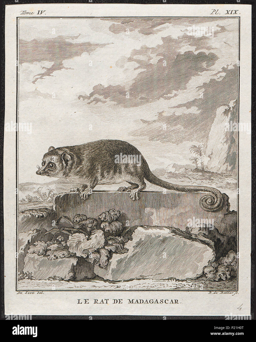 . Microcebus pusillus . tra il 1700 e il 1880 193 Microcebus pusillus - 1700-1880 - Stampa - Iconographia Zoologica - Collezioni Speciali Università di Amsterdam - UBA01 IZ20300051 Foto Stock