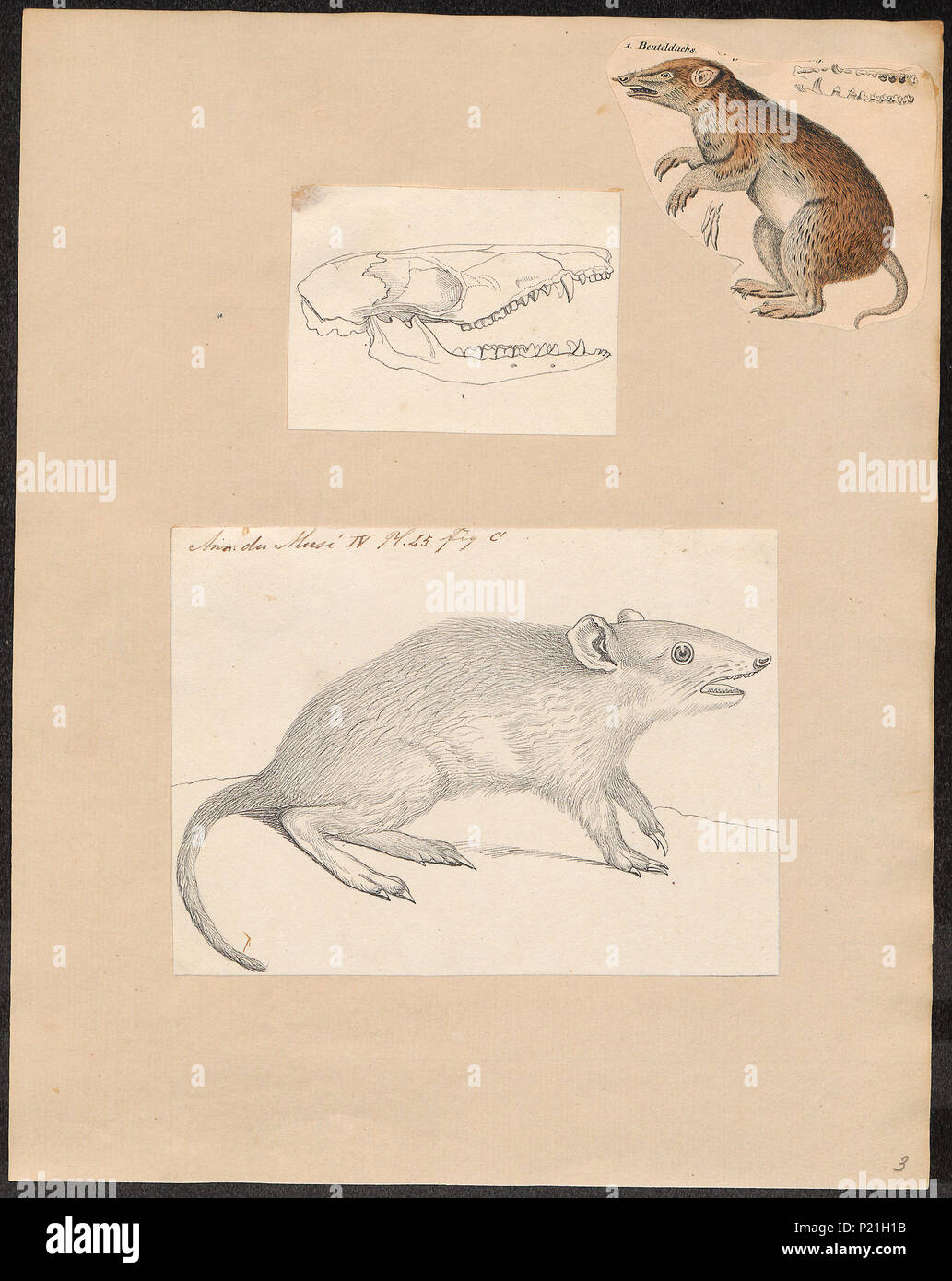 . Perameles obesula . tra il 1700 e il 1880 220 Perameles obesula - 1700-1880 - Stampa - Iconographia Zoologica - Collezioni Speciali Università di Amsterdam - UBA01 IZ20300071 Foto Stock