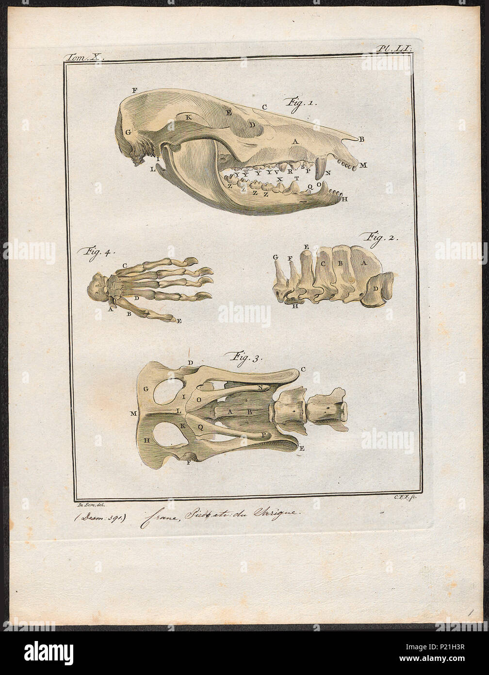 . Didelphis cancrivora - skeletdelen . tra il 1700 e il 1880 82 Didelphis cancrivora - skeletdelen - 1700-1880 - Stampa - Iconographia Zoologica - Collezioni Speciali Università di Amsterdam - UBA01 IZ20300128 Foto Stock
