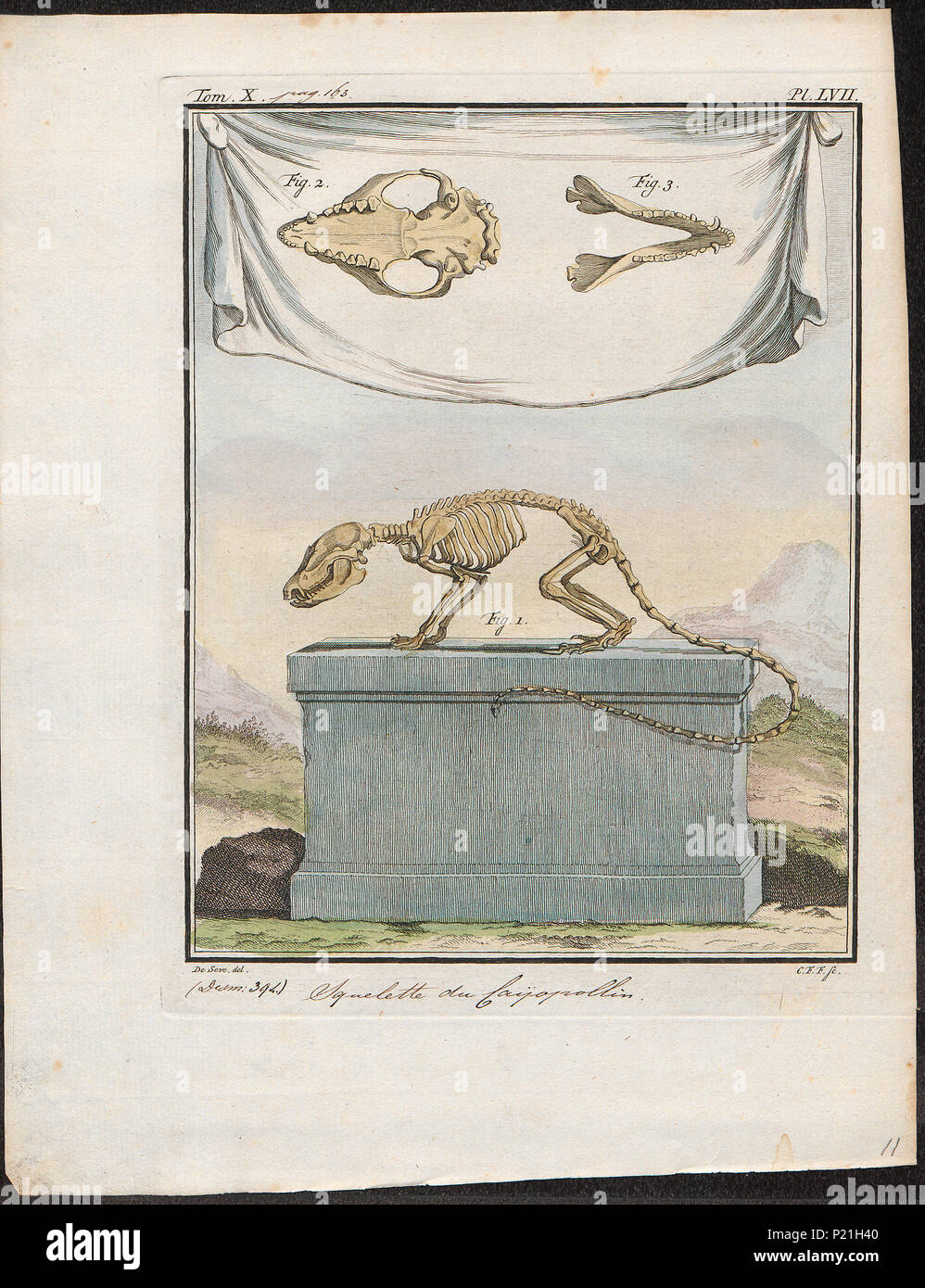 . Didelphis philander - skelet . tra il 1700 e il 1880 82 Didelphis philander - skelet - 1700-1880 - Stampa - Iconographia Zoologica - Collezioni Speciali Università di Amsterdam - UBA01 IZ20300132 Foto Stock