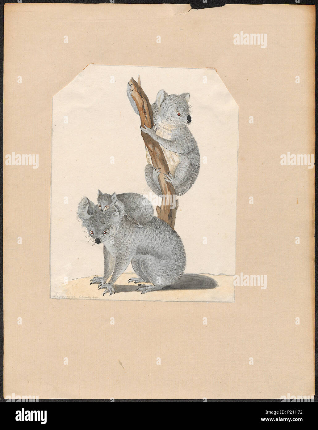 . Phascolarctos cinereus . tra il 1700 e il 1880 221 Phascolarctos cinereus - 1700-1880 - Stampa - Iconographia Zoologica - Collezioni Speciali Università di Amsterdam - UBA01 IZ20300240 Foto Stock