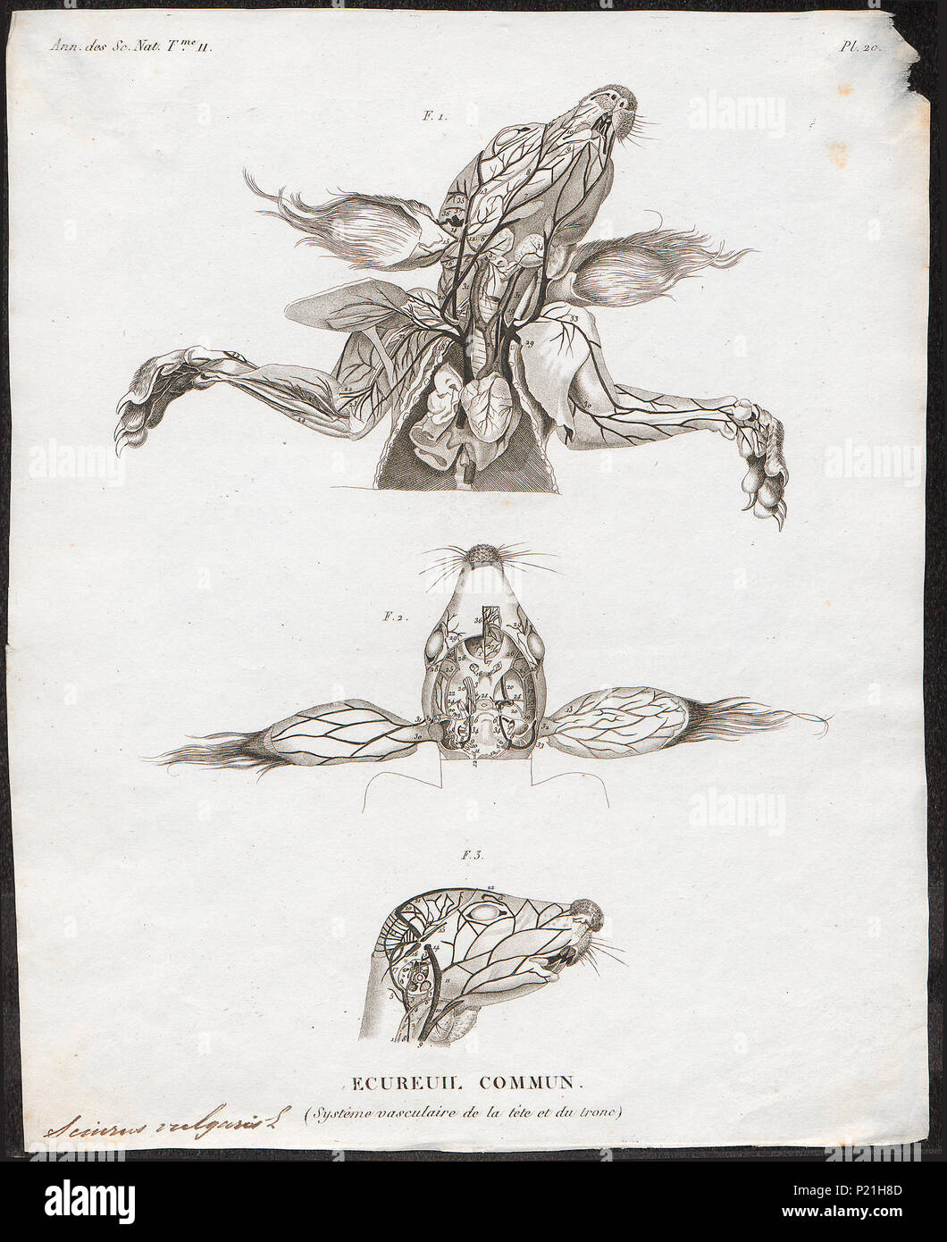 285 Sciurus vulgaris - bloedvatenstelsel - 1700-1880 - Stampa - Iconographia Zoologica - Collezioni Speciali Università di Amsterdam - UBA01 IZ20400019 Foto Stock