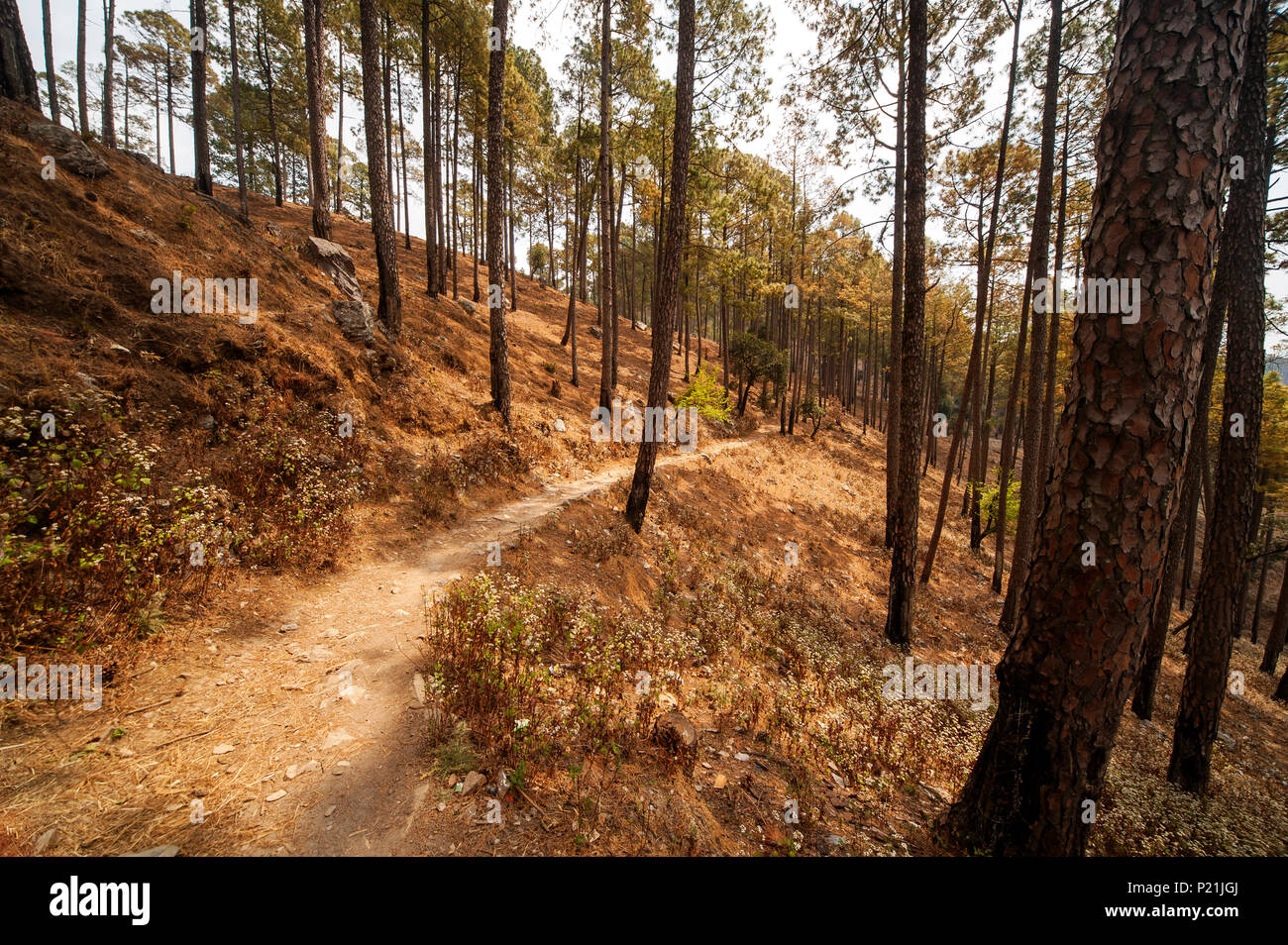 Valle dove Jim Corbett shot il Chowgarh maneating tigre, Kala Agar, Uttarakhand, India Foto Stock