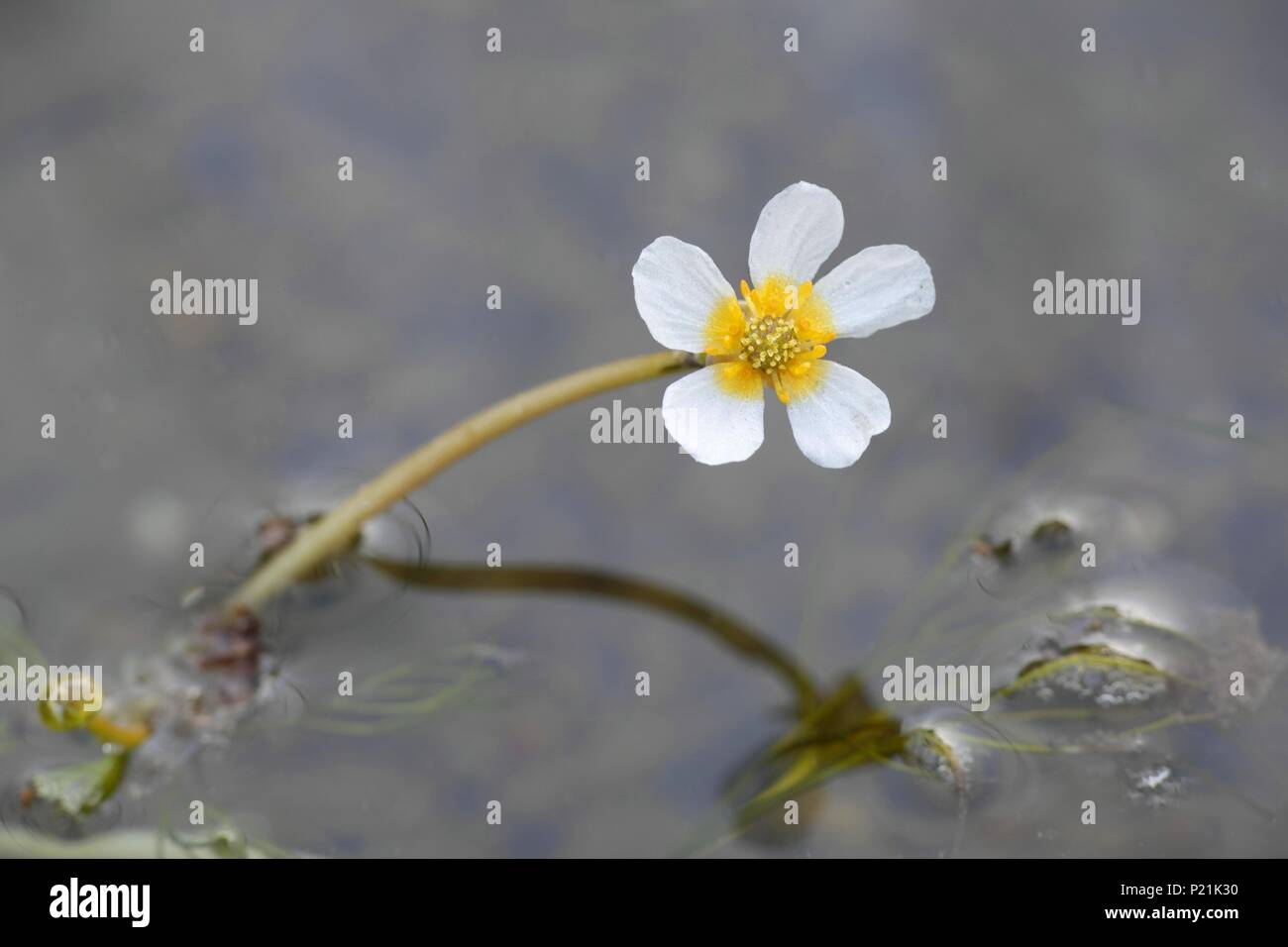 Acqua salmastra-stella, Ranunculus peltatus baudotii ssp Foto Stock