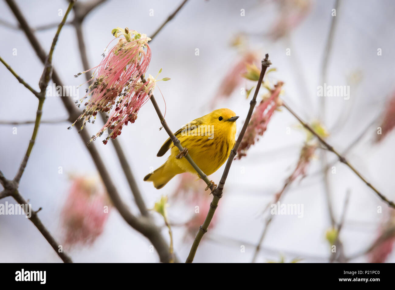 Un trillo giallo arroccato su di una fioritura di Manitoba Maple nei boschi umidi la sezione di Toronto del popolare Tommy Thompson Park. Foto Stock