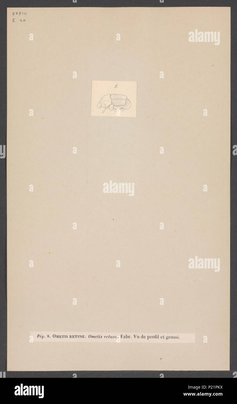 . Ometis 211 Ometis - Stampa - Iconographia Zoologica - Collezioni Speciali Università di Amsterdam - UBAINV0274 001 06 0008 Foto Stock