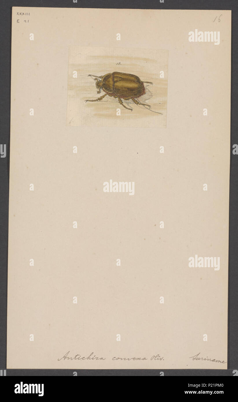 . Antichira 19 Antichira - Stampa - Iconographia Zoologica - Collezioni Speciali Università di Amsterdam - UBAINV0274 001 06 0009 Foto Stock