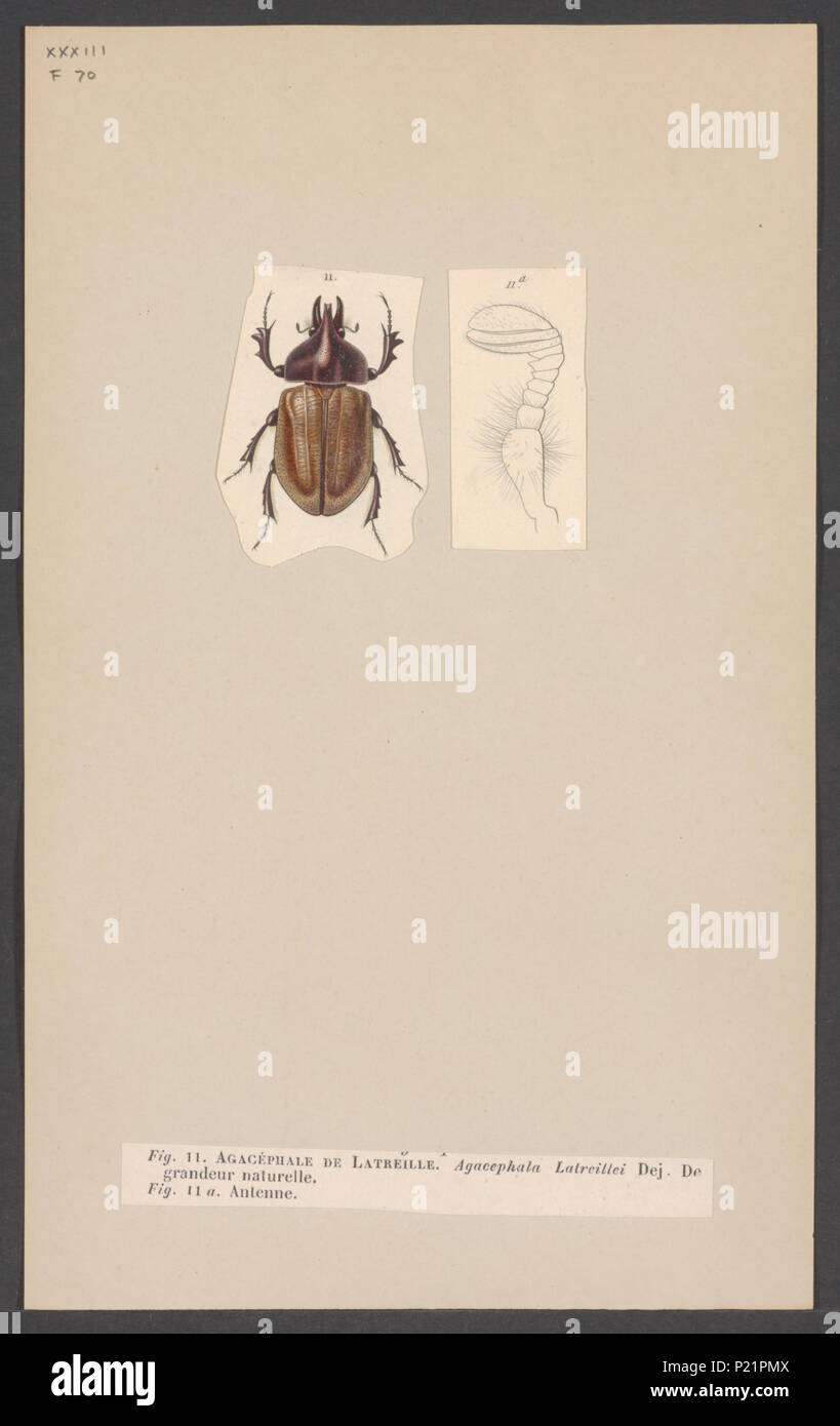 10 Agaocephala - Stampa - Iconographia Zoologica - Collezioni Speciali Università di Amsterdam - UBAINV0274 001 06 0039 Foto Stock