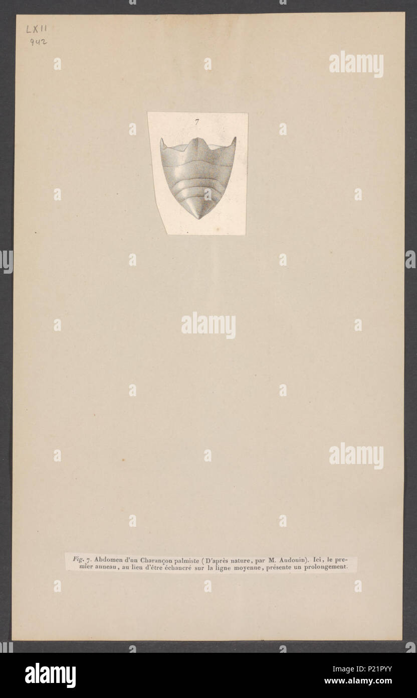 . Rhynchophorus 277 Rhynchophorus - Stampa - Iconographia Zoologica - Collezioni Speciali Università di Amsterdam - UBAINV0274 001 09 0026 Foto Stock